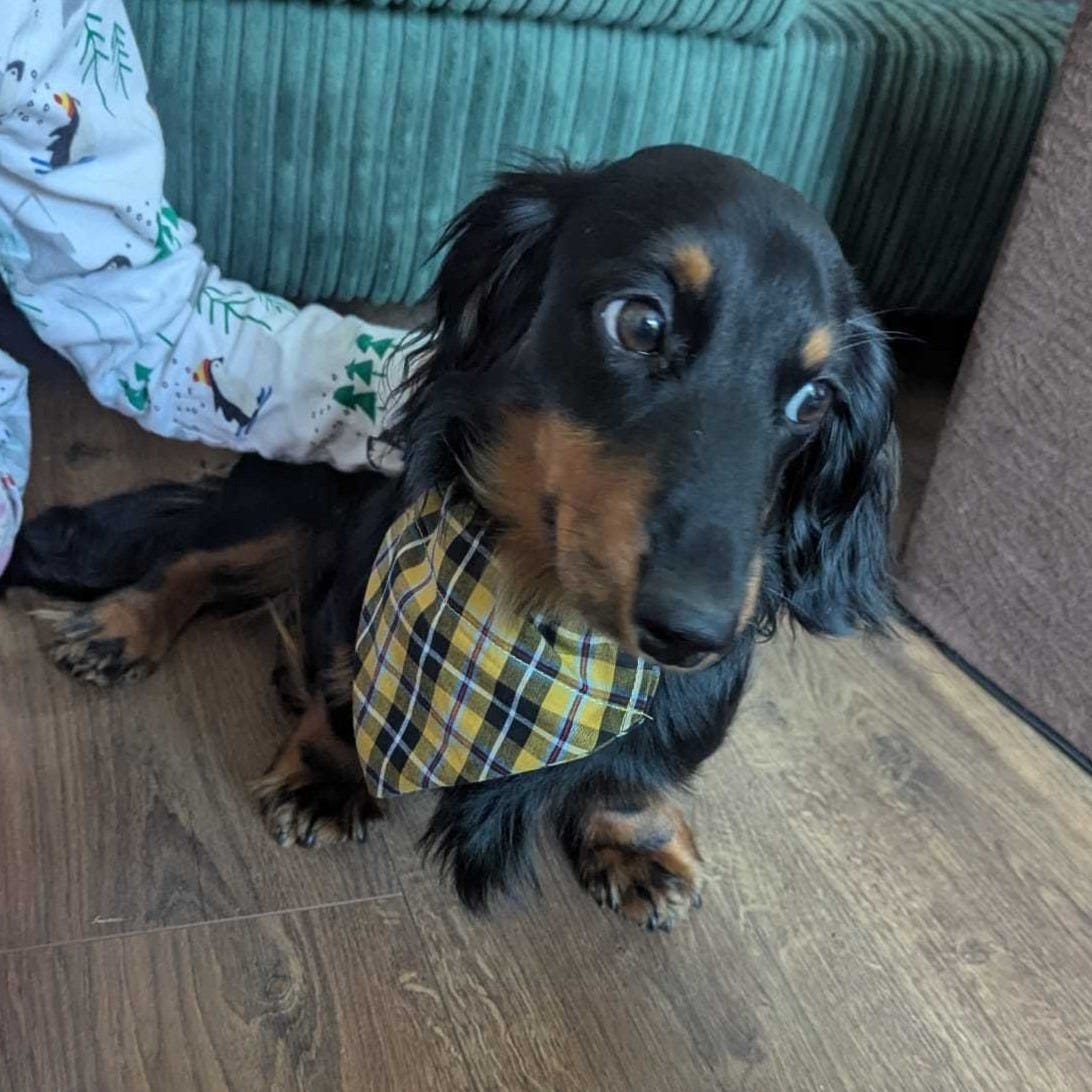 A photograph of Conker the dog. He's wearing and showing off his new neckchief.