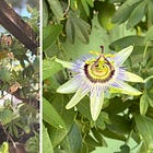Green Wednesday: Passionflowers and a Redwood Renaissance