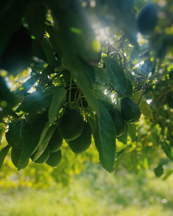 Wide angle view of the acvocado ranch and closeup image of a bunch of avocados on a tree