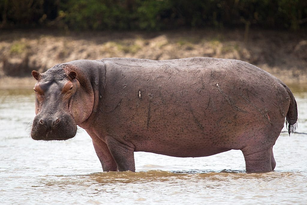 https://upload.wikimedia.org/wikipedia/commons/thumb/f/f2/Portrait_Hippopotamus_in_the_water.jpg/1024px-Portrait_Hippopotamus_in_the_water.jpg