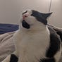 i_like_cats's avatar