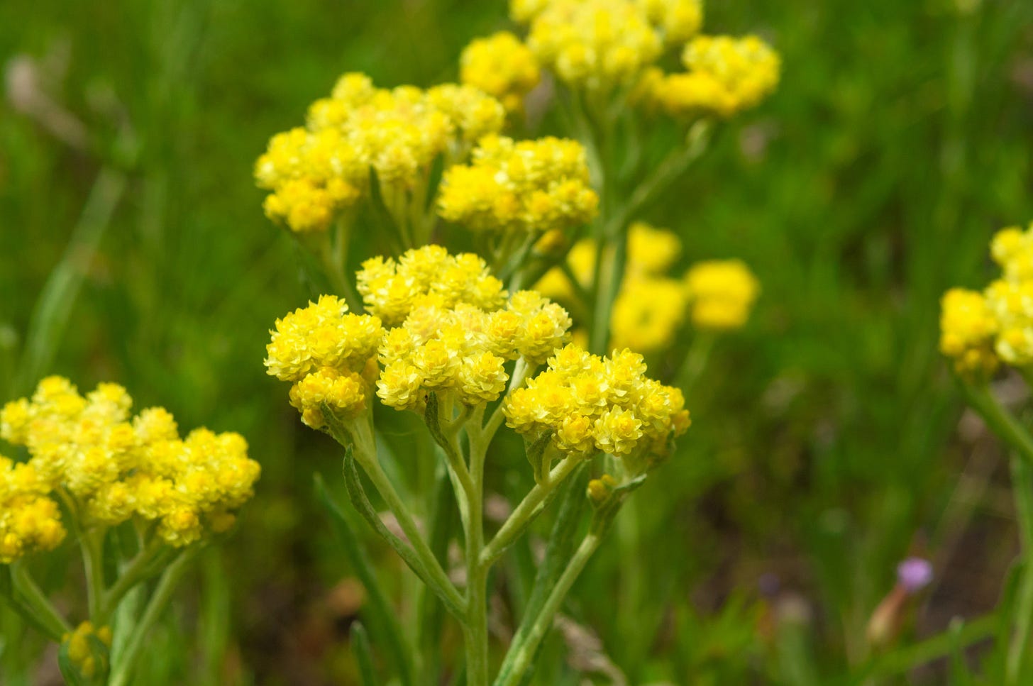 Helichrysum: An Herb As Good As Gold – Athonites