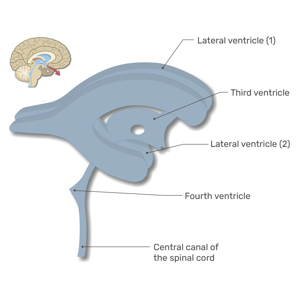 Ventricles of the Brain: labeled diagram | GetBodySmart