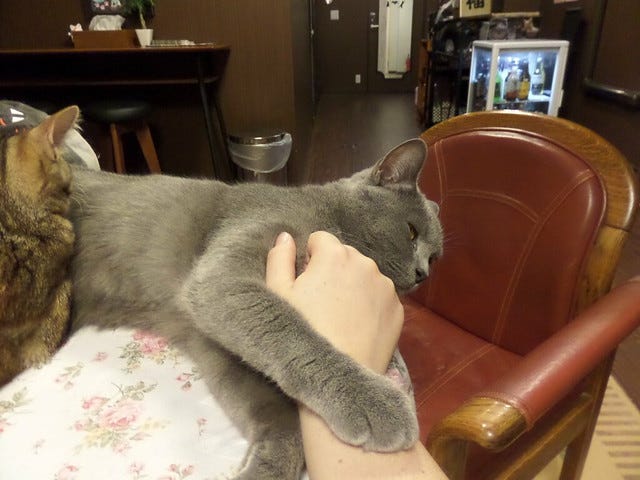 Cat Cafe Nanny Cat Cafe Nanny