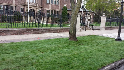 Left: Bearberry; middle: Sumac; Right: no-mow lawn alternative