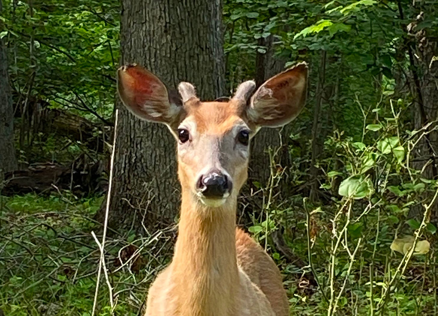 Close up of deer in a woods.