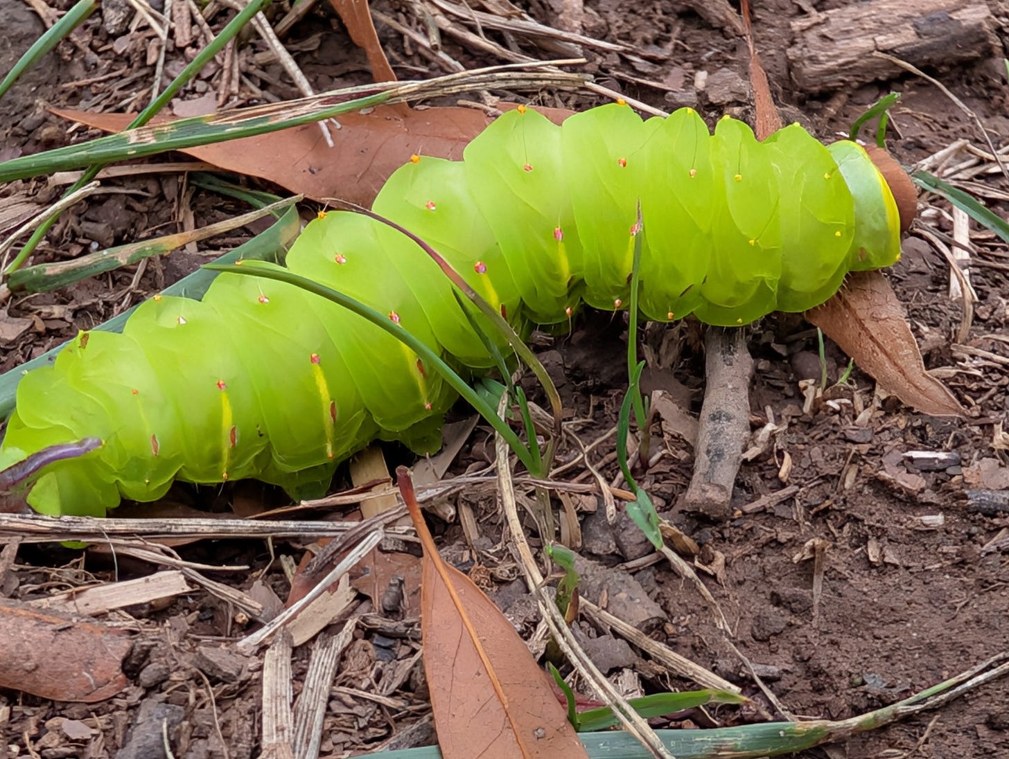 Polyphemous moth caterpillar