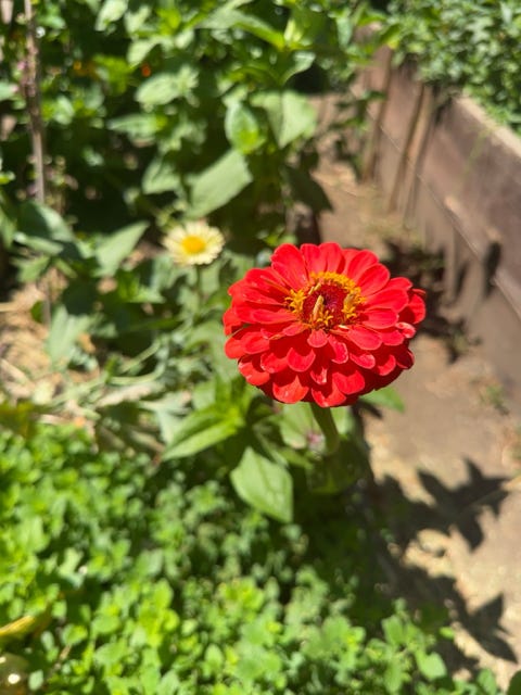 July Playgarden in Bloom