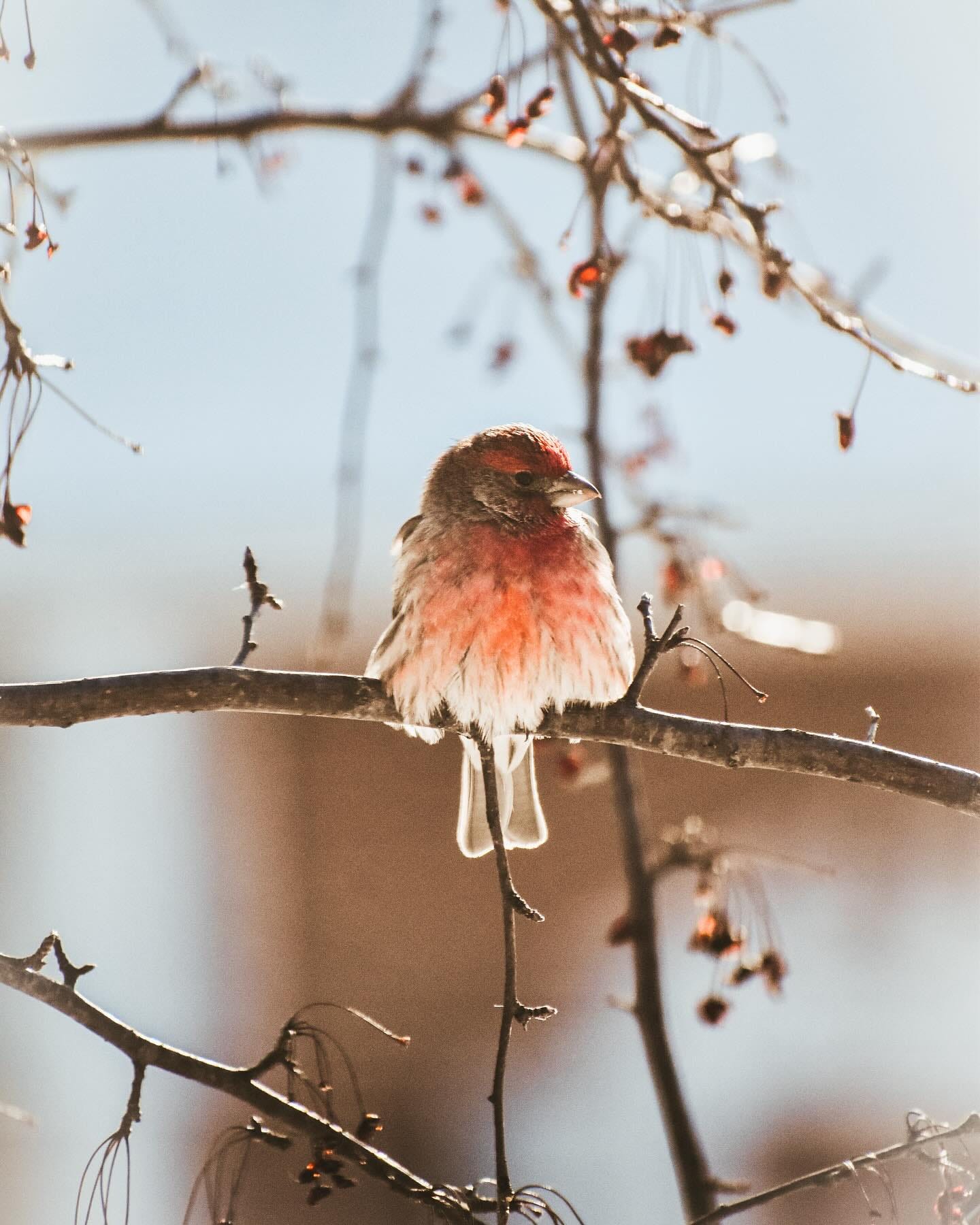 May be an image of bird and nature May be an image of bird and nature
