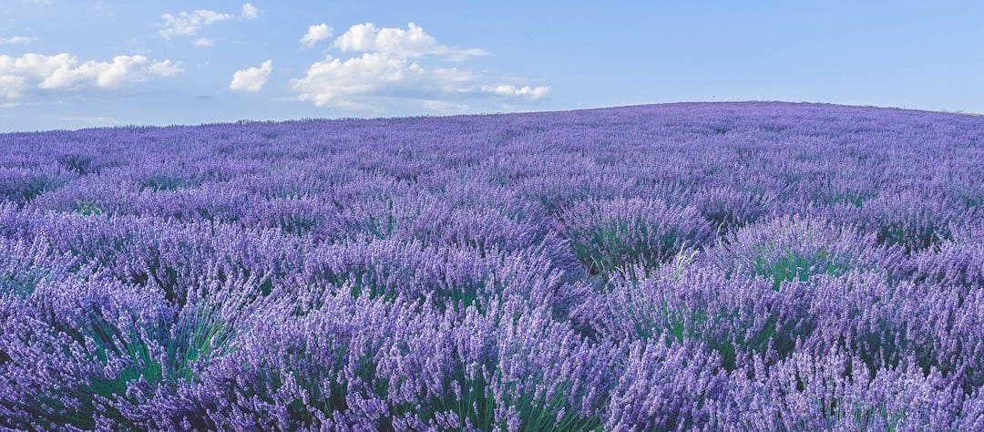 purple flower field under blue sky during daytime