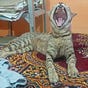 Vaidehi Aharwar's avatar