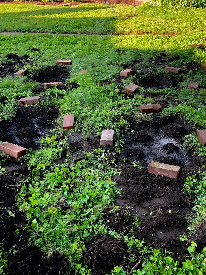 Asparagus Planting June 8 2019