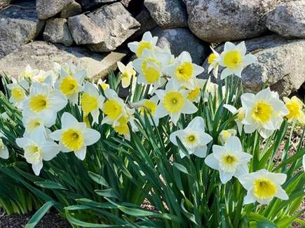 A group of white and yellow flowers

AI-generated content may be incorrect.