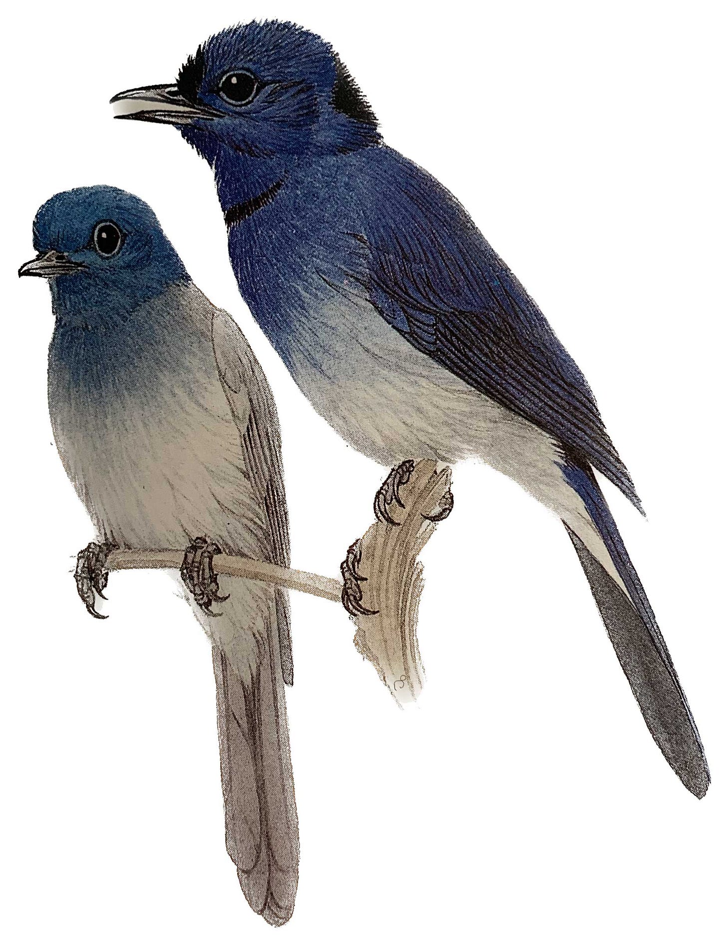 Black Naped Blue Monarch Encyclopedia illustration