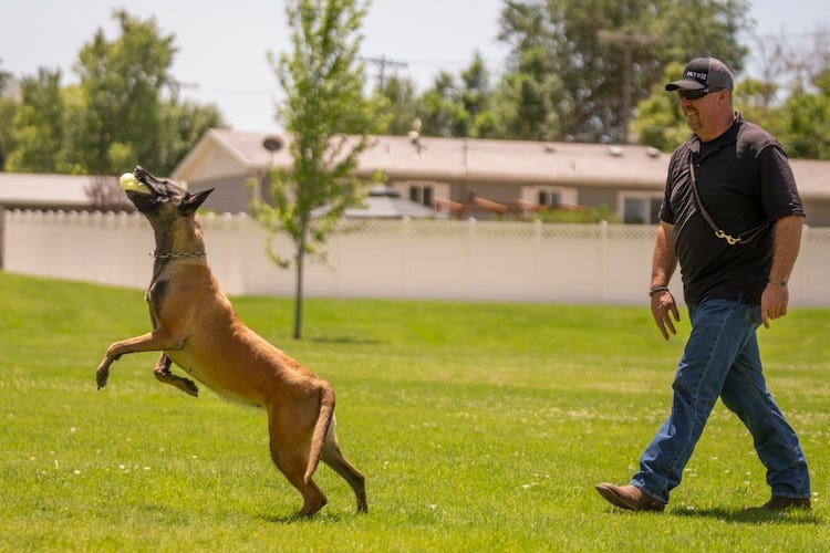 (Rick Egan | The Salt Lake Tribune) Mike Allred works with his dog, Azula, at a park in Brigham City on Friday, June 26, 2026.
