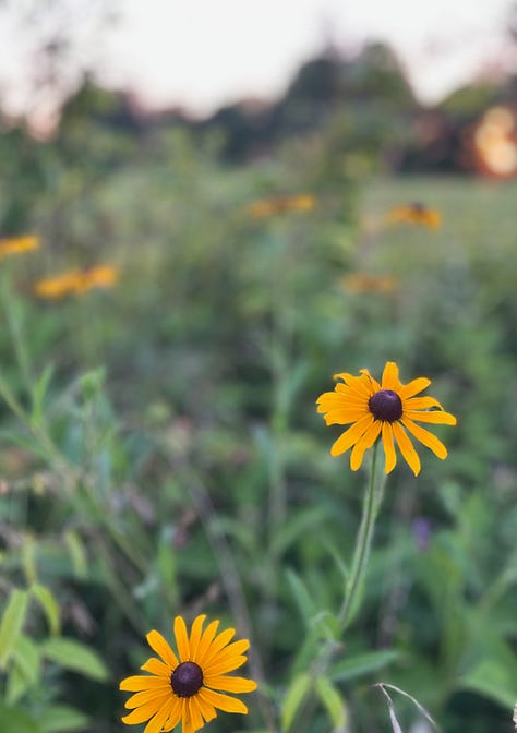 L-R: mullein, common milkweed, black-eyed susan