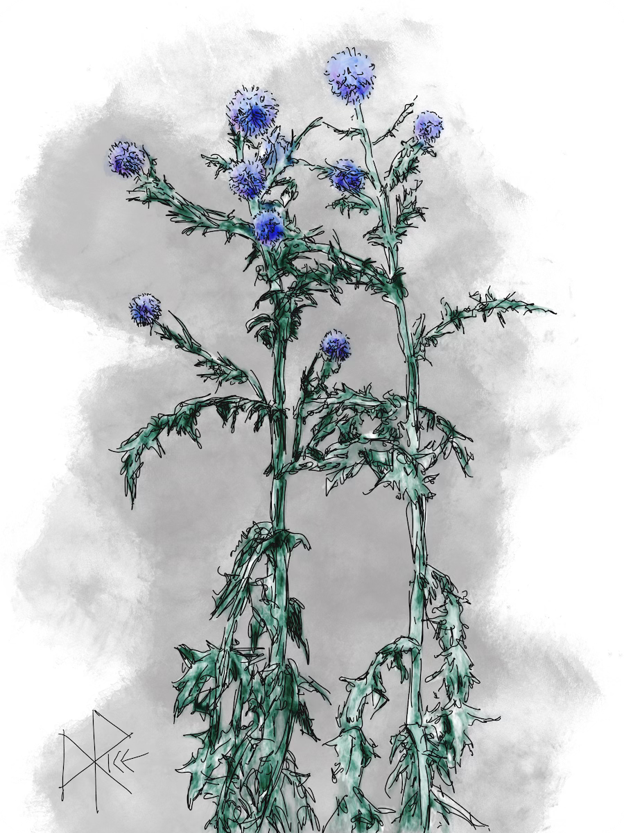 Globe Thistle, a.k.a. Echinops ritro, is an herbaceous perennial with an upright spreading habit of growth. A compact and bushy variety that features interesting prickly gray-green leaves with silvery undersides and tall sturdy stems of blue globed flowers; blooms from early summer through to the fall. Sketch art by Don Rice. Globe Thistle, a.k.a. Echinops ritro, is an herbaceous perennial with an upright spreading habit of growth. A compact and bushy variety that features interesting prickly gray-green leaves with silvery undersides and tall sturdy stems of blue globed flowers; blooms from early summer through to the fall. Sketch art by Don Rice.