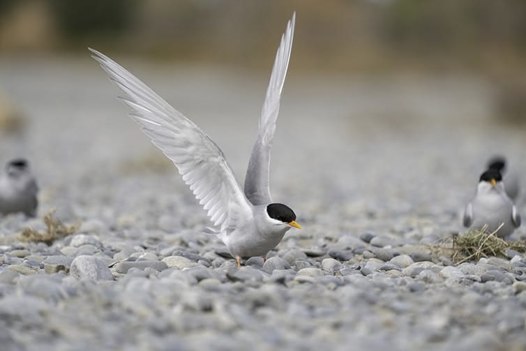 A black-fronted tern (bird) spreads its wings on a gravel habitat, with other terns in the background. A black-fronted tern (bird) spreads its wings on a gravel habitat, with other terns in the background.