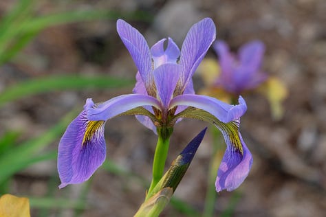 iris versicolor