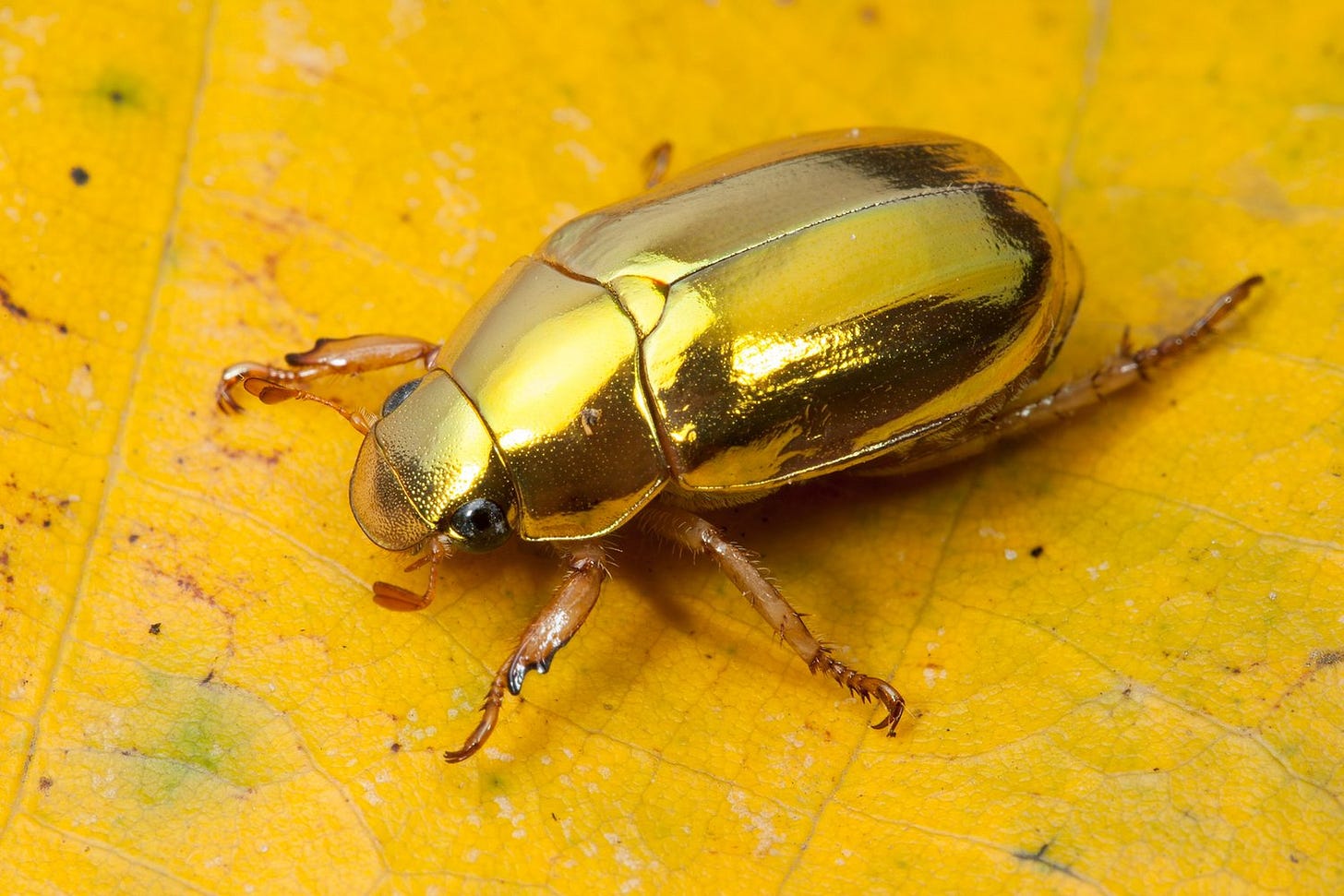 gold christmas beetle gold christmas beetle