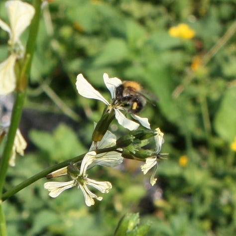 Bee on rocket flower, ladybird on rocket stem, pile of washed rocket leaves.