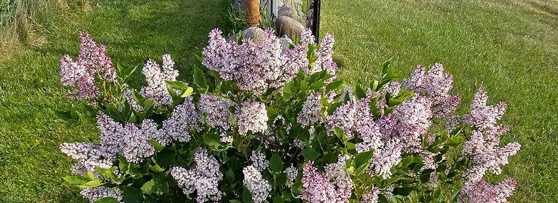 Close view of a flowering lilac bush covered in clusters of light purple and pink blooms, surrounded by green grass in bright daylight Close view of a flowering lilac bush covered in clusters of light purple and pink blooms, surrounded by green grass in bright daylight