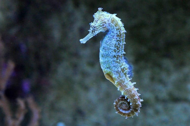 Swimming With The Seahorse: Discover Their Mystical Charisma - WAF