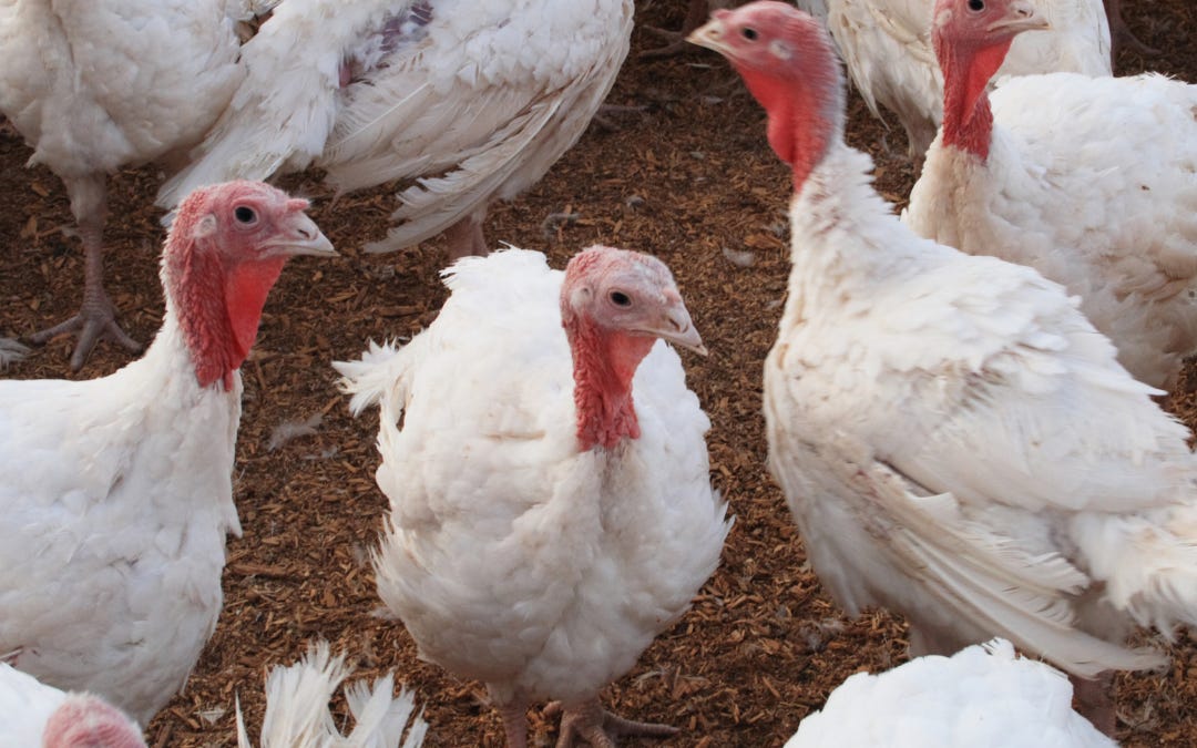 There Is No Such Thing as “Humane” Turkey