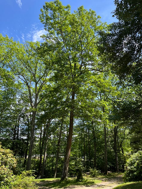 Oak trees - one that just sprouted to a large oak