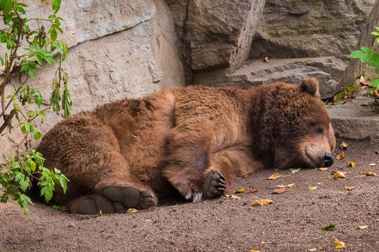 Sleeping Bear Images – Browse 204,330 Stock Photos, Vectors, and Video | Adobe Stock Sleeping Bear Images – Browse 204,330 Stock Photos, Vectors, and Video | Adobe Stock