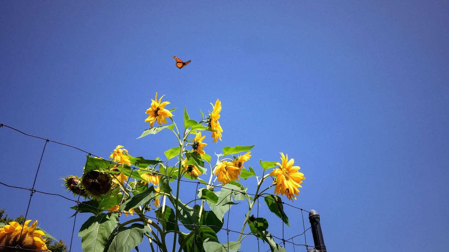 Sunflowers and a butterfly. Sunflowers and a butterfly.