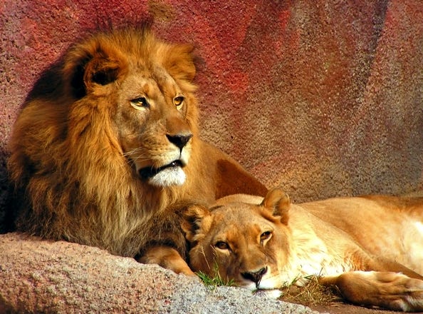 https://images.freeimages.com/images/previews/04c/lions-resting-1375568.jpg