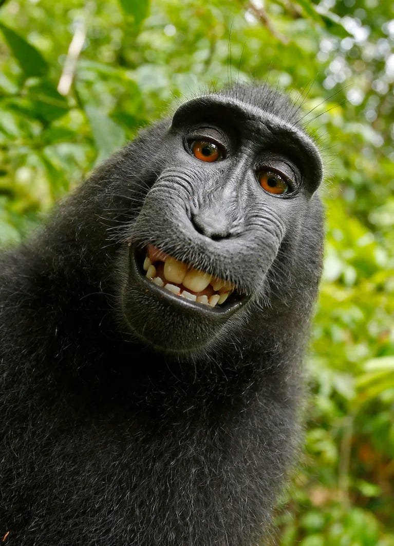 Imagem famosa da “monkey selfie”, em que um macaco-de-crista (Macaca nigra) aparece sorrindo para a câmera. A foto, tirada pelo próprio animal ao acionar o obturador da câmera, gerou uma disputa judicial sobre direitos autorais que ficou conhecida como Monkey Selfie Lawsuit.
