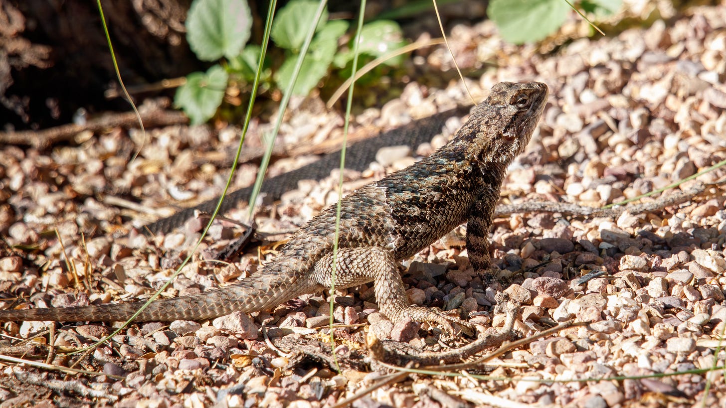 lizard on gravel
