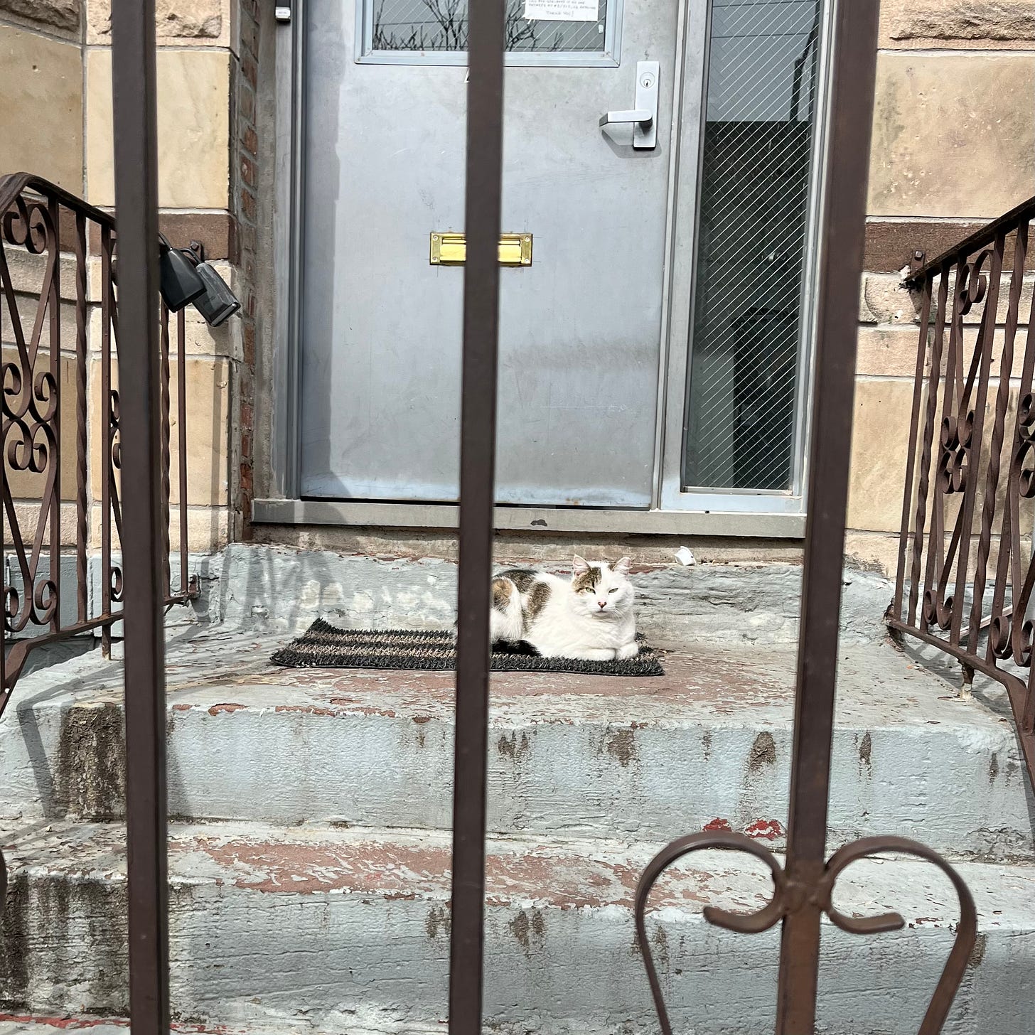 Picture of a cat sitting on the doorstep of someone's stoop, as viewed through a brown metal gate. The cat is white with brownish splotches, and lies on a doormat on the top step of the stoop, in front of the silver door. The steps are light blue with signs of wear and dirt.