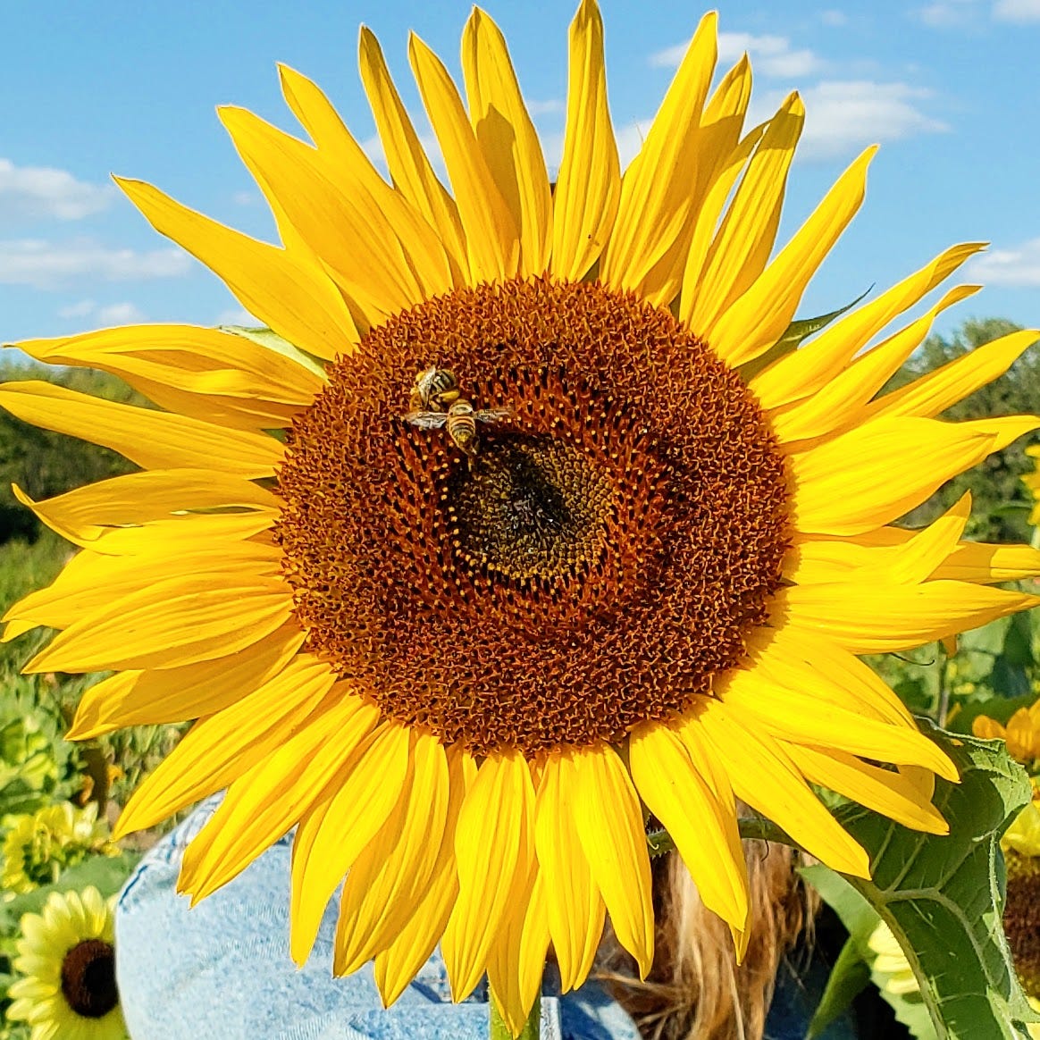 The Sunflower Letters logo