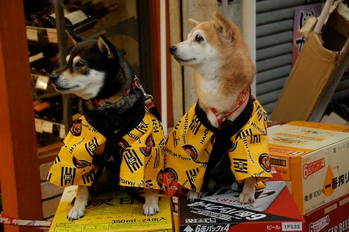 Cute Dogs Cute Dogs