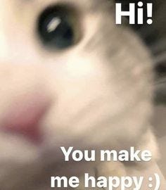 400 Wholesome Cute Cat Memes for Couples ✨ ideas | cat memes, cute cat memes,  cute memes