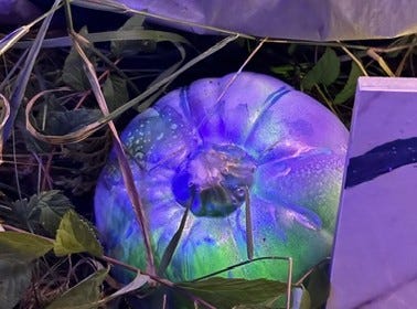 Glowing Glow Gourd. Glowing Glow Gourd.