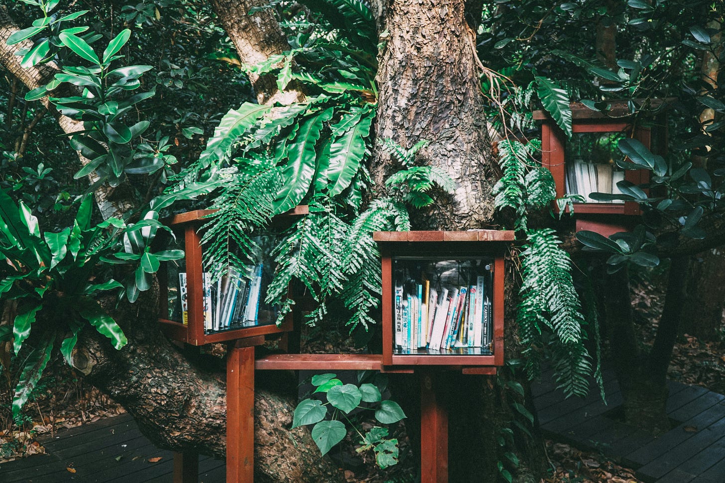 Glassed in bookshelf boxes in a tree with ferns