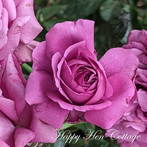 Three images of blue and purple roses with green leaves.