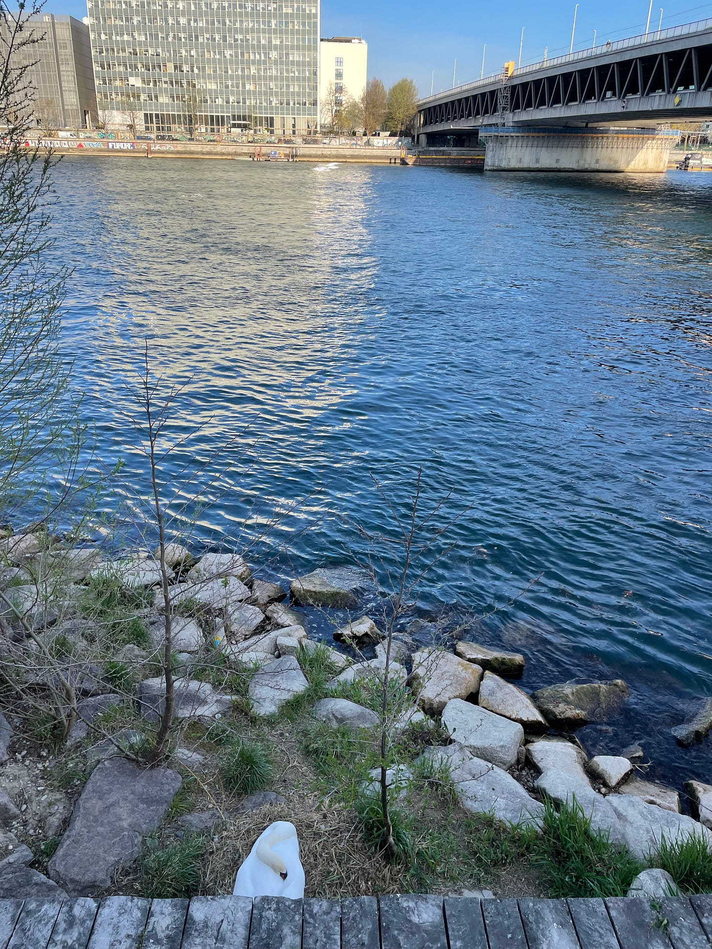 Swan nest on the Rhine