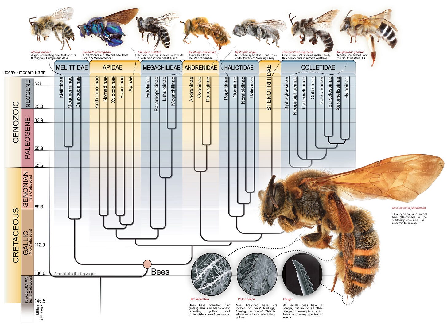 Phylogenetic relationships of the seven families of bees. Hunting wasps (Ammoplanina) are the closest living relatives of bees.