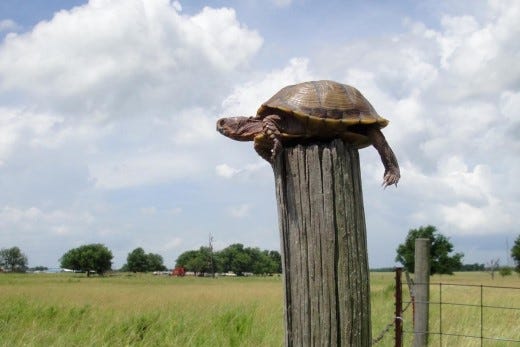Post Turtle | Planets Magazine