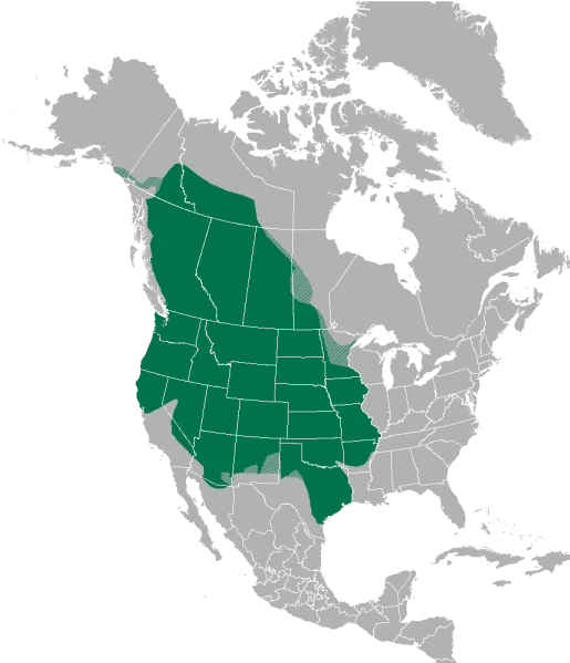 Graphic of North America, with the distribution of the mouse in green occupying a large part of the western part, extending up into Canada and just touching Mexico in the south. Graphic of North America, with the distribution of the mouse in green occupying a large part of the western part, extending up into Canada and just touching Mexico in the south.