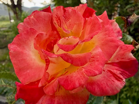 Photos include: tomato and other plants in an assortment of containers, American Robin standing nest with two nestlings atop a metal ladder, bowl of colorful succulent plants on a post next to a stucco wall, rosy and green Lewis' Woodpecker perched on a pear tree trunk, paving-stone walk lined with Red Valerian, coral-colored heritage rose blossom open wide. Photo credit: Susan J Tweit