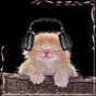 السيدة قطة  .'s avatar