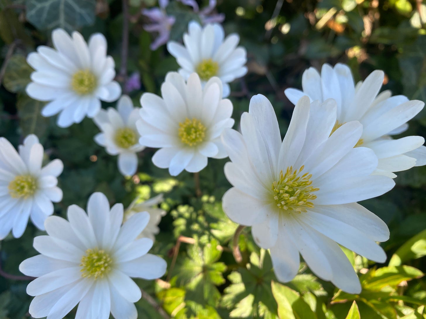 white daisies with yellow centers