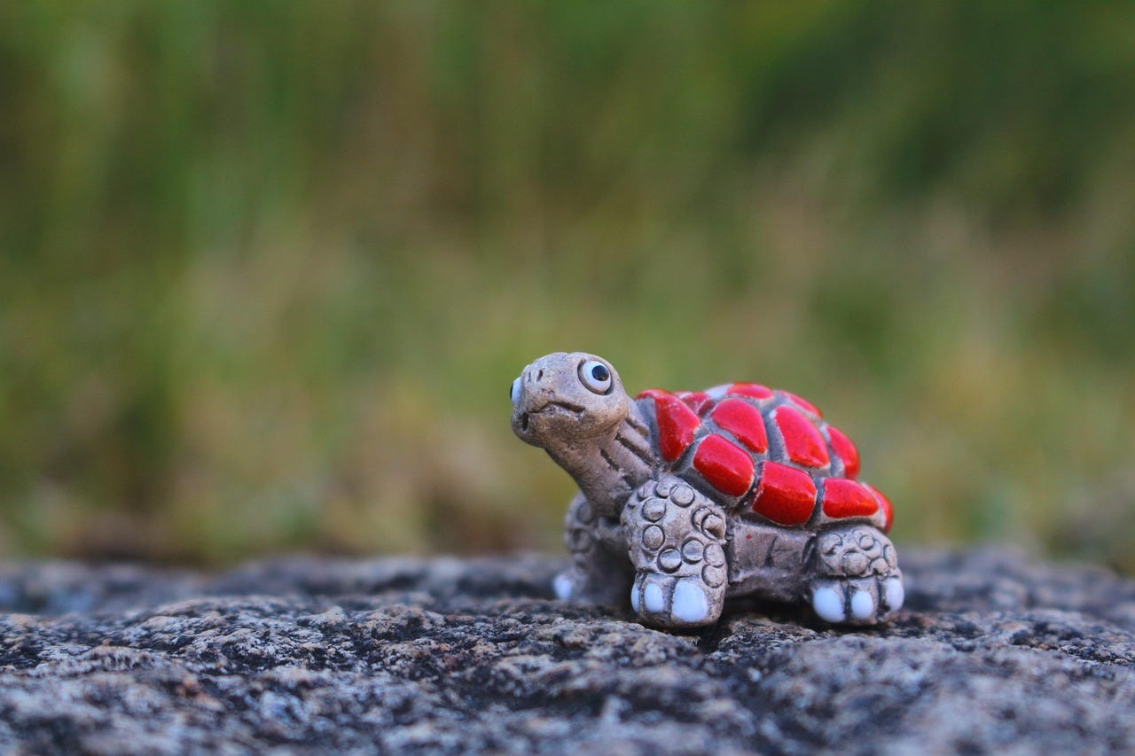 Free Turtle Toy photo and picture