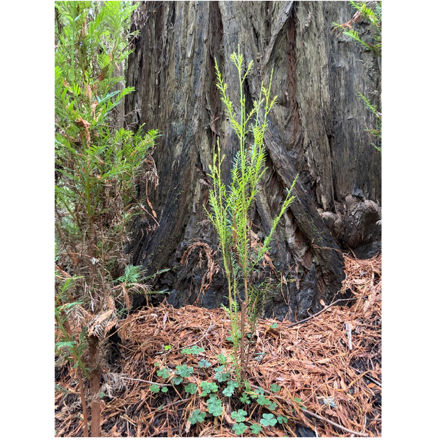 A tree stump with a small plant growing out of it

AI-generated content may be incorrect.
